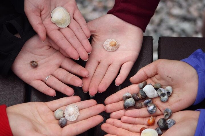 Sea Shells on The Sea Shore